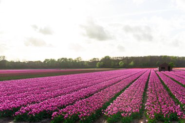 Pembe lale çiçek bulutlu gökyüzü altında alan doğal görünümünü