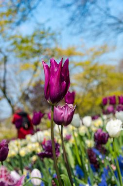 İnanılmaz renkli çiçek açan çiçekler yakın çekim