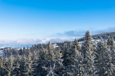 Ağaçlar ve bulutlu gökyüzü arka plan şaşırtıcı doğa manzaralı