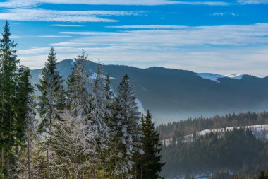 Ağaçlar ve bulutlu gökyüzü arka plan şaşırtıcı doğa manzaralı