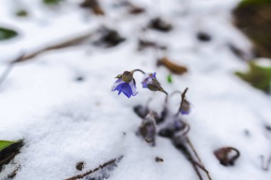 İnanılmaz renkli çiçek açan çiçekler yakın çekim