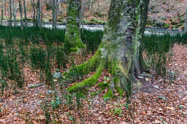 Jesienny Krajobraz Lesie — Zdjęcie stockowe