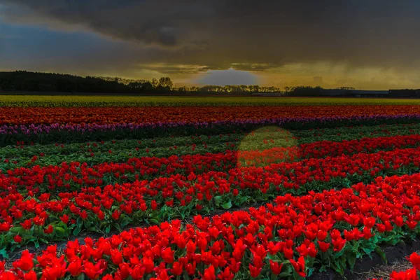 Primo Piano Incredibile Campo Fiori Colorati Fiore — Foto Stock