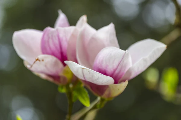 Gros Plan Des Fleurs Florissantes Tendres Étonnantes — Photo