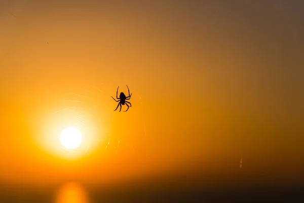 Araña Con Puesta Sol Dramática Fondo — Foto de Stock
