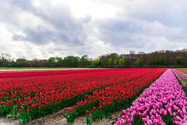 Nahaufnahme Von Erstaunlichen Bunten Blühenden Blumen Feld — Stockfoto