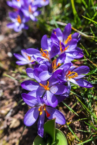 Close Van Verbazingwekkende Tedere Bloeiende Bloemen — Stockfoto