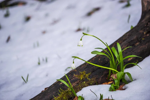 Close Van Verbazingwekkende Kleurrijke Blooming Sneeuwklokjes Bloemen — Stockfoto
