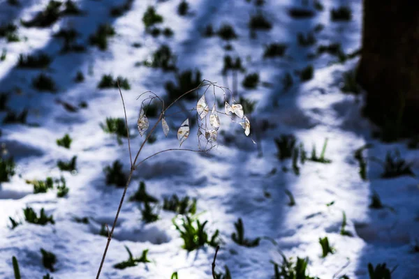 Gefrorener Baum Schnee Auf Hintergrund — Stockfoto