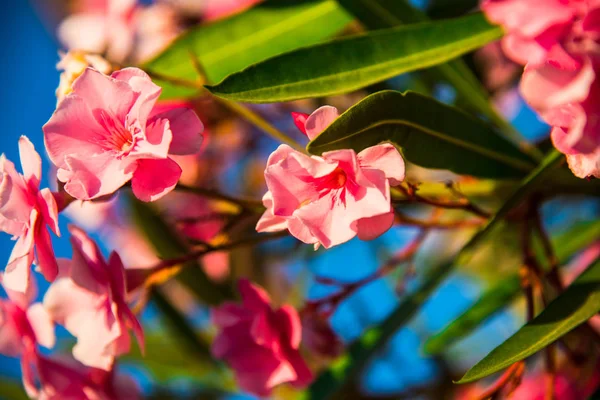 Primo Piano Incredibili Fiori Colorati Fiore — Foto Stock