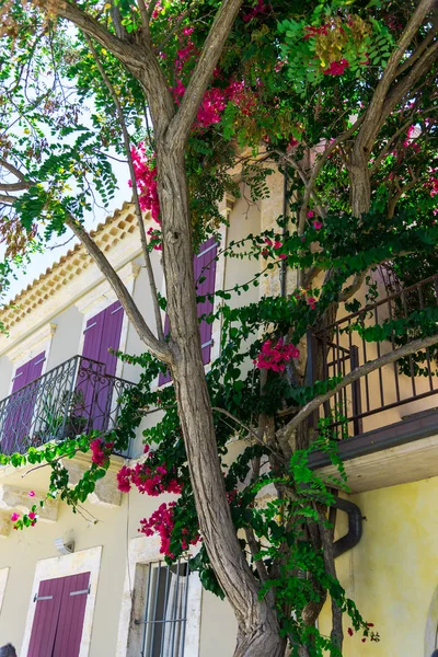 Roze Bloeiende Boom Door Het Balkon Van Het Huis — Stockfoto