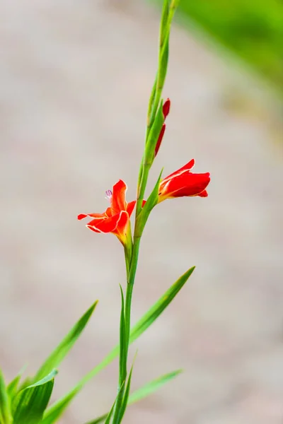 Nahaufnahme Von Erstaunlichen Bunten Blühenden Blumen — Stockfoto