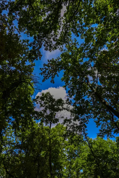 Unteres Bild Der Grünen Bäume Wald — Stockfoto