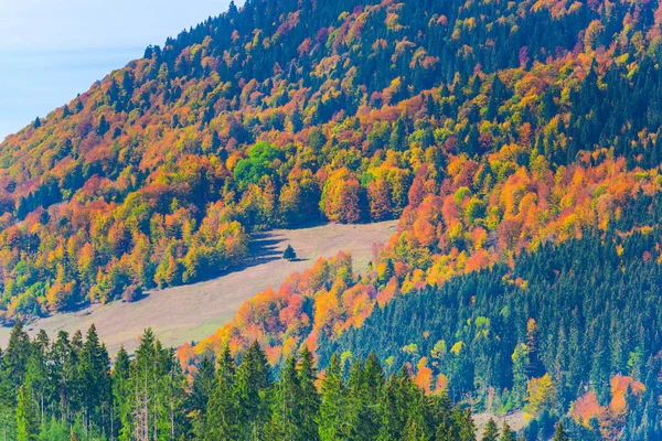 Niesamowity Charakter Kolorowych Drzew Wokół — Zdjęcie stockowe