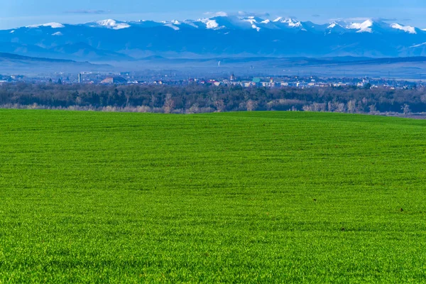 Schöne Grüne Wiese Mit Blauem Himmel — Stockfoto