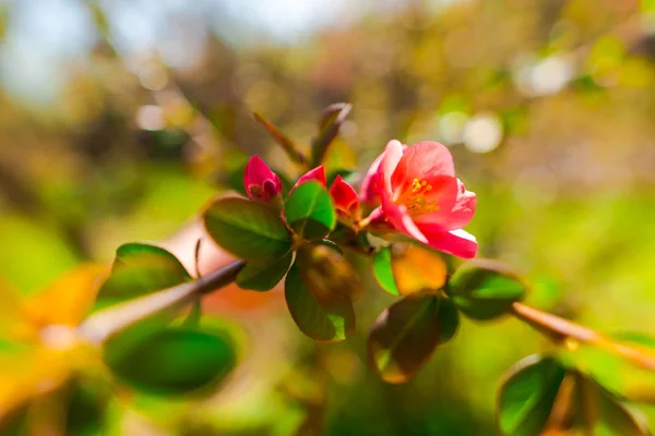 Primo Piano Incredibili Fiori Colorati Fiore — Foto Stock