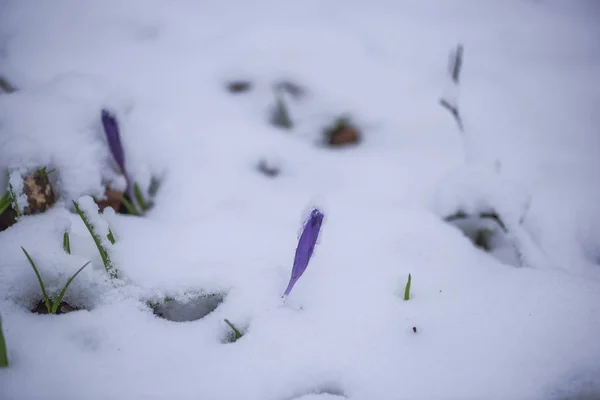 Dziki Krokus Kwiaty Rosnące Runo Leśne Pokrytych Śniegiem Wczesną Wiosną — Zdjęcie stockowe