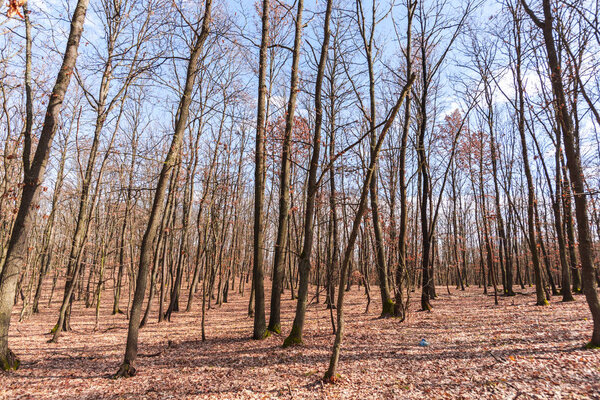Tall bare trees in lonely forest meadow
