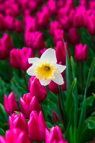 Close Amazing Colorful Blooming Flowers — Stock Photo, Image