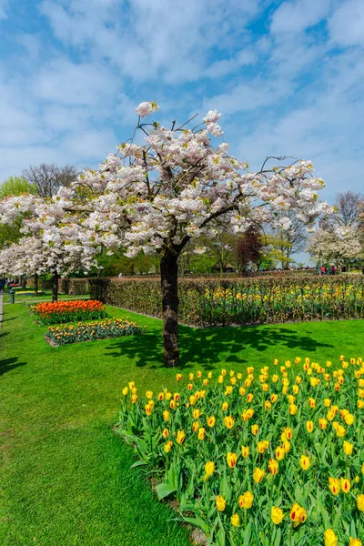 Bahar Parkında Çiçek Açan Ağaçlar — Stok fotoğraf