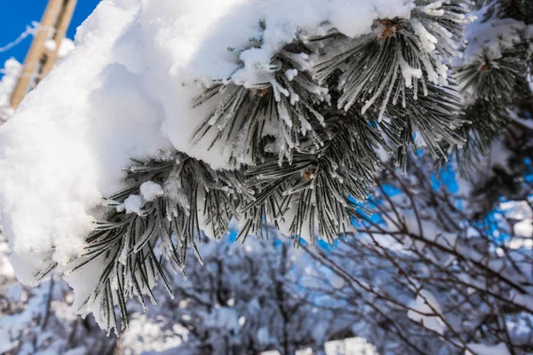 Karla kaplı çıplak ağaçlar ve dalları kış orman