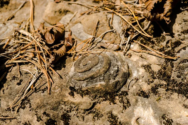 Mur Texturé Dur Lapidé Avec Rouleau — Photo