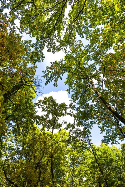 Vista Basso Angolo Della Foresta Verde Con Alberi — Foto Stock