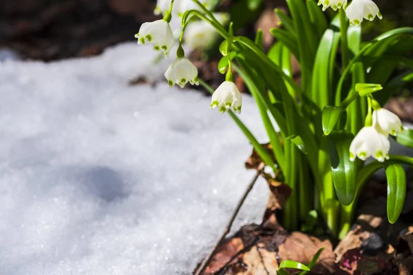 Nahaufnahme Von Erstaunlichen Bunten Blühenden Winterblume — Stockfoto