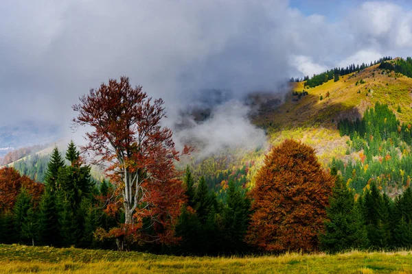 Niesamowity Widok Natura Drzew Pochmurnego Nieba Tło — Zdjęcie stockowe