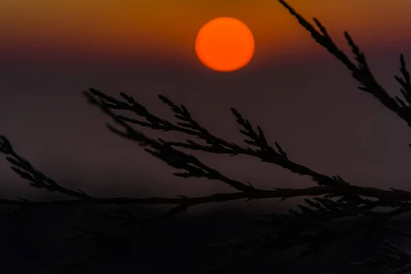 Amazing Zonsondergang Met Dunne Pluizig Takken — Stockfoto