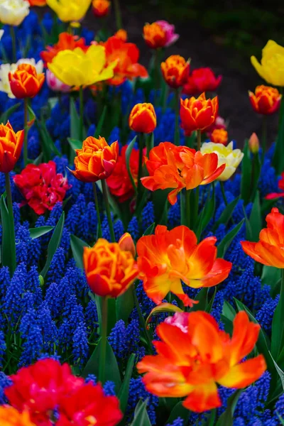 Close Amazing Colorful Blooming Flowers — Stock Photo, Image