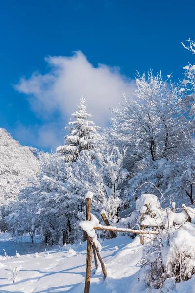 Καταπληκτική Θέα Φύση Χιονισμένα Δέντρα — Φωτογραφία Αρχείου