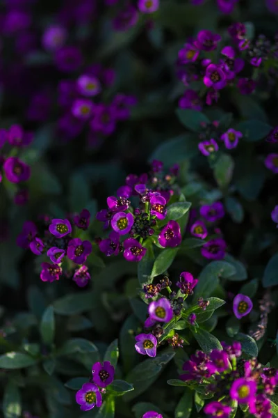 Close Shot Van Paarse Bloeiende Bloemen — Stockfoto