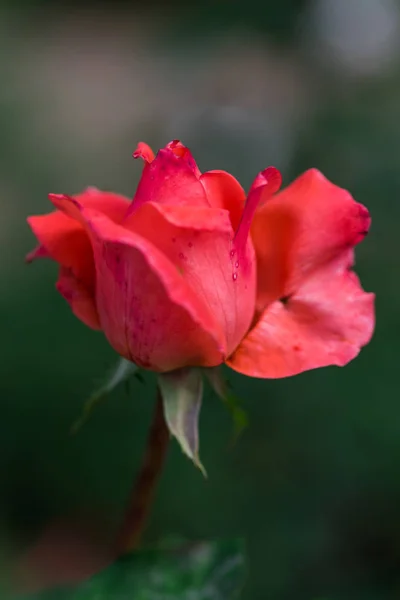 Primo Piano Incredibile Fiore Colorato Fioritura — Foto Stock