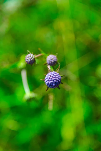 Beautiful Butterfly Green Flower — Stock Photo, Image