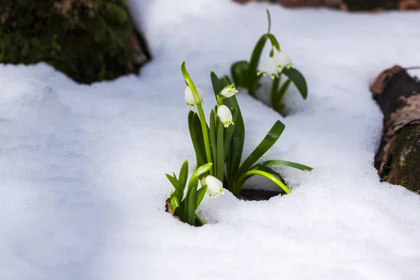 Nahaufnahme Von Erstaunlichen Bunten Blühenden Winterblume — Stockfoto