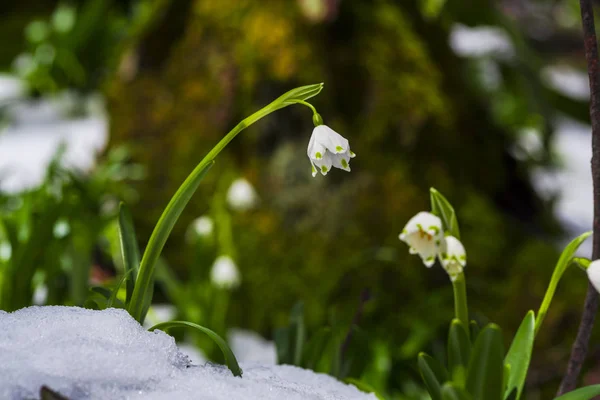 Nahaufnahme Von Erstaunlichen Bunten Blühenden Winterblume — Stockfoto