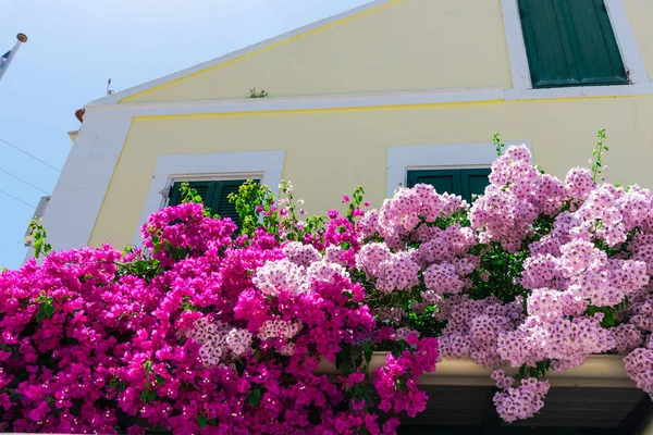 Roze Bloeiende Boom Door Huis Fel Zonlicht — Stockfoto