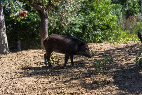 Funny little boar on forest meadow