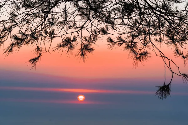 Gałęzie Drzew Dramatyczne Niebo Zachód Słońca Tle — Zdjęcie stockowe
