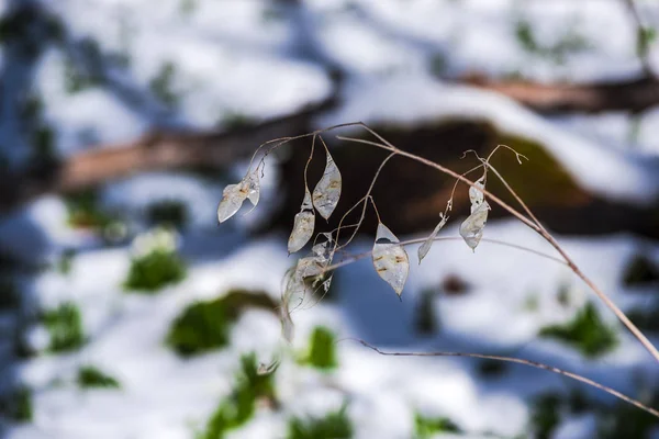 Gefrorener Baum Schnee Auf Hintergrund — Stockfoto