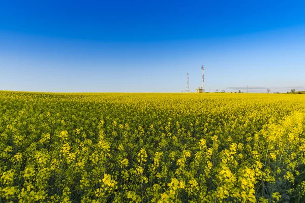 Field Amazing Colorful Yellow Blooming Flowers — 스톡 사진