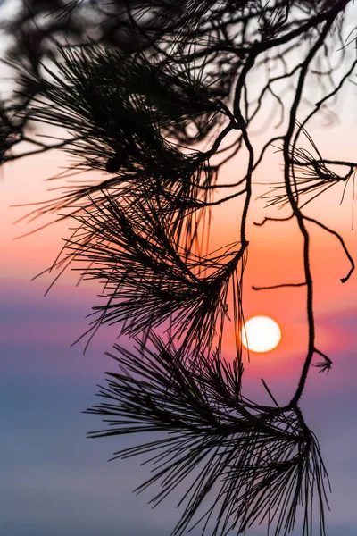 Ramos Árvore Com Céu Pôr Sol Dramático Fundo — Fotografia de Stock