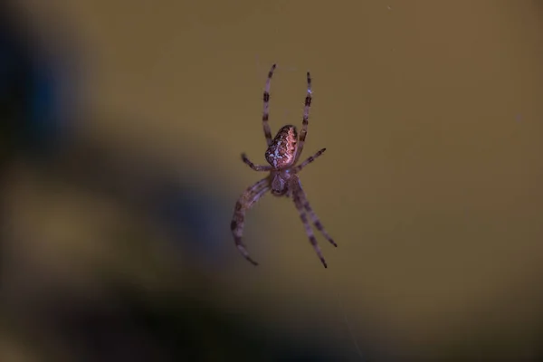 Spinne Eigenen Netz Aus Nächster Nähe — Stockfoto