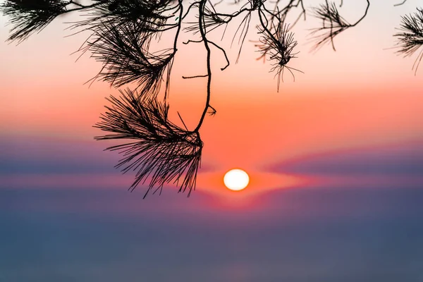 Trädgrenar Med Dramatisk Solnedgång Himmel Bakgrunden — Stockfoto