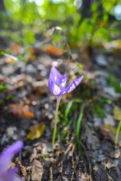 Nahaufnahme Einer Kleinen Lila Blühenden Wildblume — Stockfoto