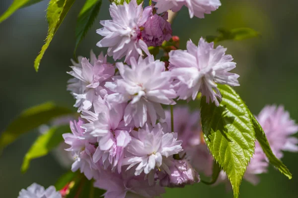 Close Amazing Tender Blooming Flowers — Stock Photo, Image