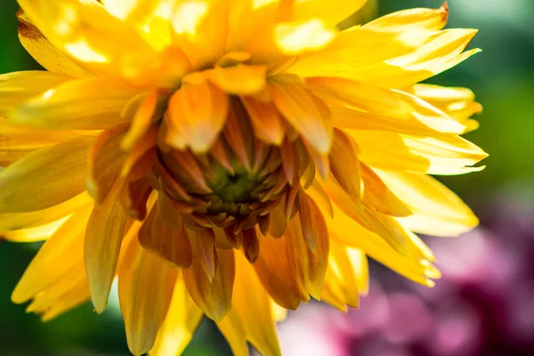 Primer Plano Flor Colores Increíbles — Foto de Stock