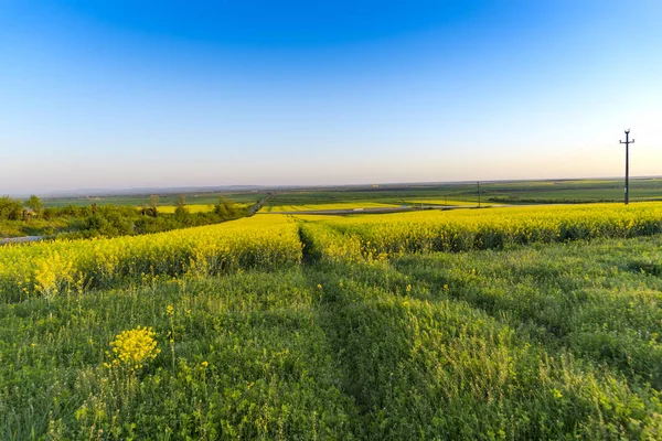 Field Amazing Colorful Yellow Blooming Flowers — 스톡 사진