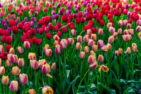 Close Amazing Colorful Blooming Flowers — Stock Photo, Image